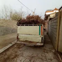 هرس  درخت وتمیز کاری باغ باغچه ویلا|خدمات باغبانی و درختکاری|بابل, |دیوار