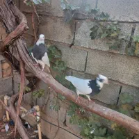 کبوتر طوقی|پرنده|مرودشت, رامجرد یک|دیوار