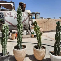 انواع گل و کاکتوس فروشی