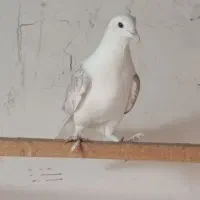 کبوتر ماده پشت شاهی پرشی