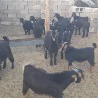 کهره ریزصادراتی|حیوانات مزرعه|جهرم, |دیوار