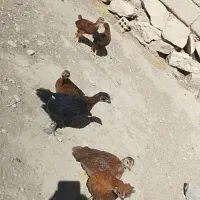 6 عدد جوجه محلی