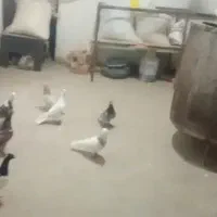 پرنده کبوتر