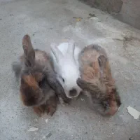 خرگوش جرسی|موش و خرگوش|ملایر, |دیوار