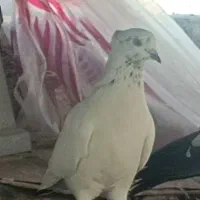 سفید بالاگیر