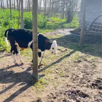 گوساله نر سمینتال