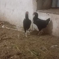 مرغ دورگ لاری