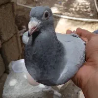 کبوتر