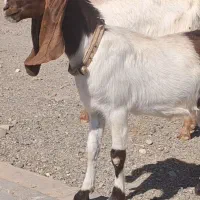 بزغاله ماده گوش بلند