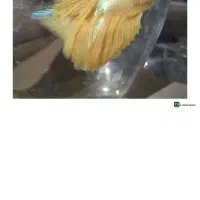 ماهی فایتر هافمون|ماهی|اسلام‌شهر, مطهری|دیوار