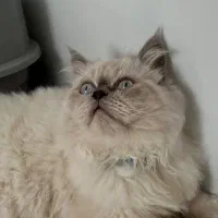 پرشین هیمالین|گربه|بجنورد, |دیوار