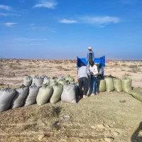 کاه خارشتر خشک شده با خرمنکوب|لوازم جانبی حیوانات|شبانکاره, |دیوار