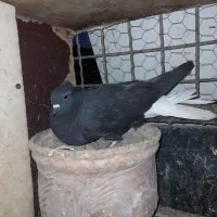زاغ دم سفید مهر نر دم ذغالی قلمکار سرور ابلق کاکلی