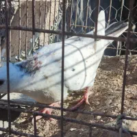 جوجه سار کاکلی|پرنده|تربتحیدریه, آغوی|دیوار