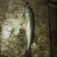 ماهی تازه ارس|ماهی|مرند, |دیوار