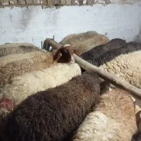 تعداد22راس میش جوان و ابستن|حیوانات مزرعه|خمین, |دیوار