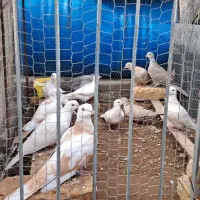 پرنده ای رام|پرنده|زید آباد, |دیوار