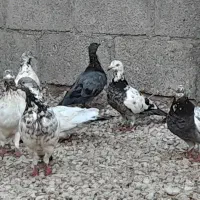فروش ۳۰ عدد کبوتر