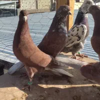 کبوتر سرخ ساعت سنگین|پرنده|برخوار, |دیوار