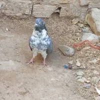 کقتر