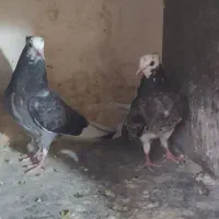 جوجه کبوتر