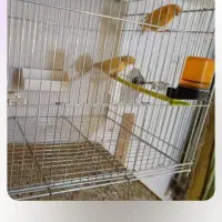 قناری|پرنده|محمدبار, |دیوار