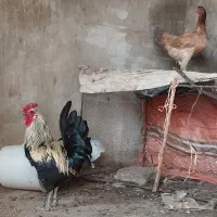 مرغ و خروس محلی زیبا|حیوانات مزرعه|ایذه, |دیوار