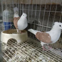 دوکت همه رنگ|پرنده|بندر ماهشهر, |دیوار