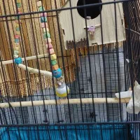 فنچ گلدین|پرنده|فردیس, شهرک ۱۱۰|دیوار