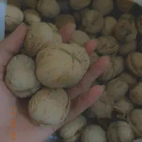 مغز گردو بوانات بشرط با چربیت بالا|خوردنی و آشامیدنی|مرودشت, ثبت احوال|دیوار