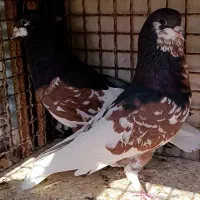 کفتر شهری گلدار