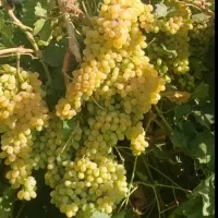 نهال انگور کشمشی|خدمات باغبانی و درختکاری|باروق, |دیوار