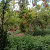 اجاره انار مرغوب چشمه علی|عمده‌فروشی|قم, پردیسان|دیوار