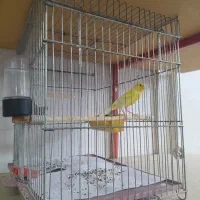 قناری قورولتی اصل اردبیل