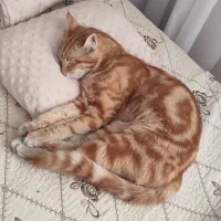 گربه گم شده
