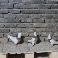 کبوتر طوقی سرکه ای