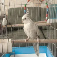 عروس هلندی