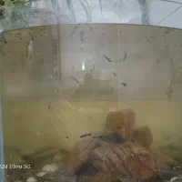 ماهی دم پرچمی