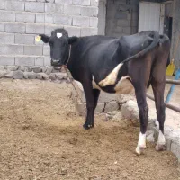 گاو و گوساله|حیوانات مزرعه|تبریز, |دیوار