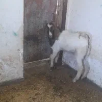 بزنر|حیوانات مزرعه|نهاوند, |دیوار