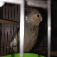 عروس هلندی|پرنده|شبانکاره, |دیوار