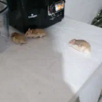 همستر ۳ عد . نر و ماده و بچه .رنگ قهوه‌ی روشن