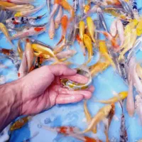 فروش ماهی گلدفیش کوی گرید بالا|ماهی|تهران, استاد معین|دیوار