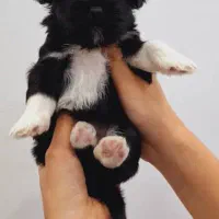 واگذاری نژاد شیرانیان|سگ|رشت, پل تالشان|دیوار