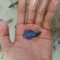 فایتر ماده تکی و عمده همه رنگ|ماهی|شیراز, بالا کفت|دیوار