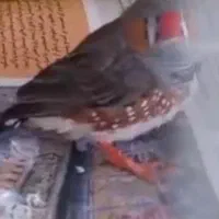 فنچ