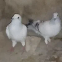 سلام دوعددکبوتر نر1000000|پرنده|کرباسک, |دیوار