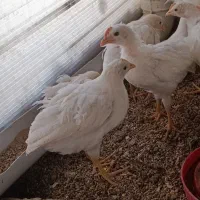 جوجه گوشتی راس