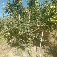 فروش سیب زرد و قرمز