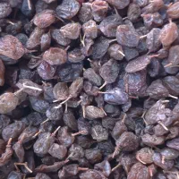 کشمش آفتابی سردار